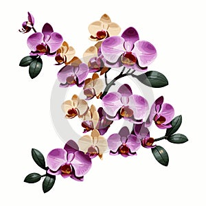 3D Orchid flower garland illustration vector