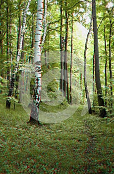 3D photo of anaglypf forest road