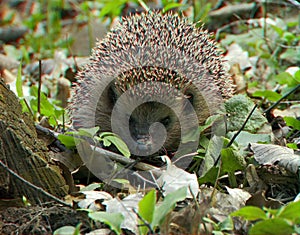 3d photo of a wild hedgehog in the forest