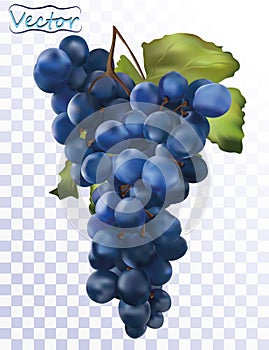 3D realistic dark blue grapes. Wine grapes isolated on transparent background. Table grapes. Fresh fruit. Grapes close