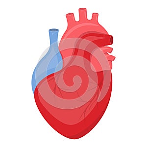 3d realistic human heart. Anatomically correct heart with venous system isolated on white background. Vector illustration