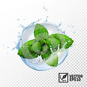 3d realistic isolated vector sprout of fresh mint leaves in a splash of water with drops