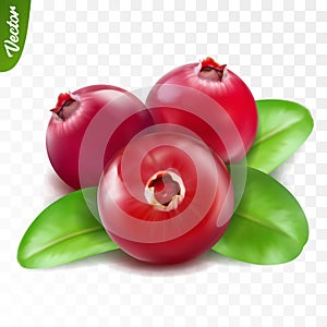 3d realistic isolated vector three cranberry with leaf, editable handmade mesh
