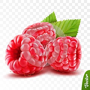 3d realistic isolated vector whole and slice of raspberry with leaves, editable handmade mesh