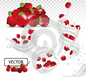 3D realistic milk splash with red currant berry. Fresh fruit yogurt. Different splash. Milk Cocktail. Vector