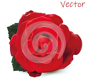 3d realistic rose isolated on white background. Vector illustration. Rose close-up.