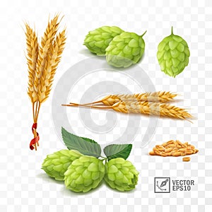 3d realistic set for beer, ears and grains of wheat, hop cones