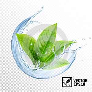 3D Realistic transparent vector splash of water with leaves of tea or mint. Editable handmade mesh