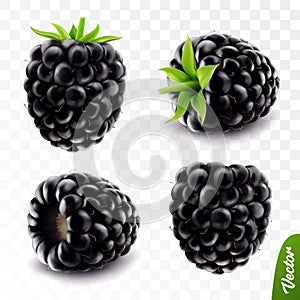 3d realistic vector berries, fresh blackberry fruit with stem isolated