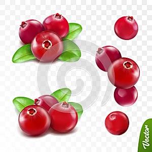 3d realistic vector berries set, fresh cranberry fruit with leaves isolated