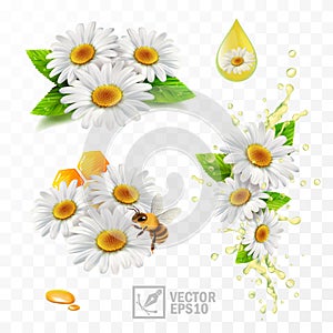 3d realistic vector chamomile flowers, chamomile with leaves, with honeycomb and a bee extracting honey and propolis, falling