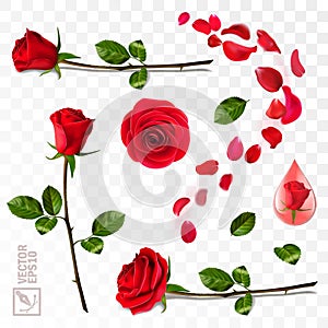 3D realistic vector elements set of red roses, falling petals, leaves, drop of essence, bud and an open flower for