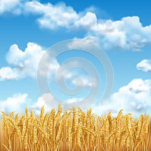 3D realistic vector gold wheat field and blue sky with clowds