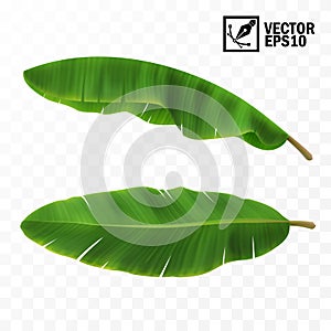 3d realistic vector green fresh leaves with banana or palm trees, top view, side view