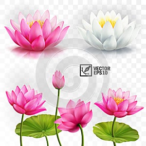 3d realistic vector set of white and pink lotus flowers, stems and leaves for advertising and invitations