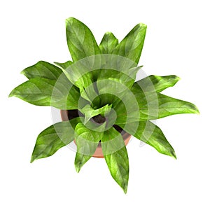 3d render of asplenium