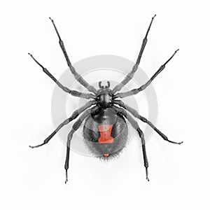 3D Render of Black Widow Spider