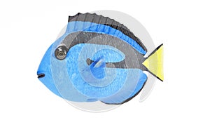 3D Render of Blue Tang Fish