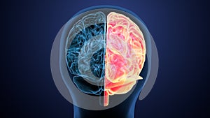 3d render of brain anatomy system