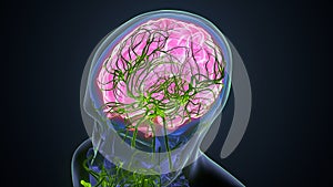 3d render of brain anatomy system