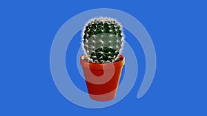 3d render of a cactus in a pot rotating on a blue screen