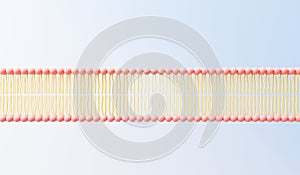 3d render cell membrane Phospholipid Bilayer. Layers of molecules. Gene expression. nucleotide database. Fluid mosaic model for