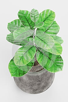 3D Render of Coffe Plant in Pot