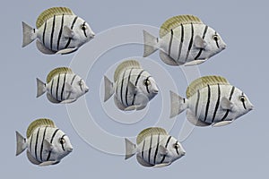 3d Render of Convict Tang Fish