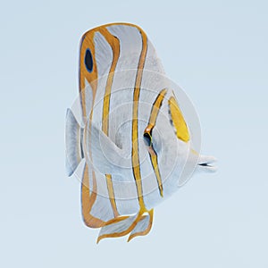 3d Render of Copperband Butterflyfish