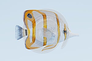 3d Render of Copperband Butterflyfish