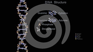 3D Render DNA Structure