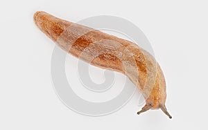 3D Render of Dusky Arion - Slug