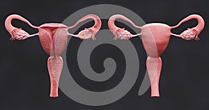 3D Render of Female Reproductive System