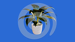 3d render of a flower in a pot on a blue background