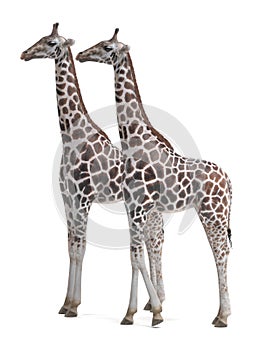 3D Render of Giraffes Rothschild