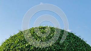 3D render of green grass hill with small flowers and a blue sky