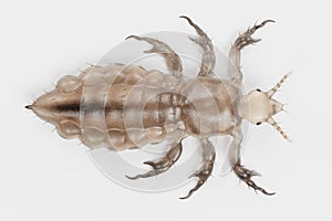 3d Render of Head Louse - Male