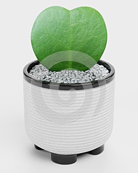 3D Render of Hoya Plant