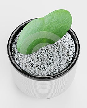 3D Render of Hoya Plant