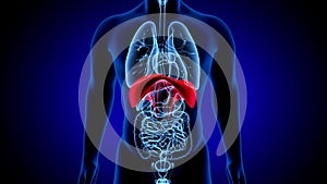 3d render of human anatomy, the thoracic diaphragm, or simply the diaphragm is a sheet of internal skeletal