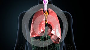 3d render of human body lungs respiratory system