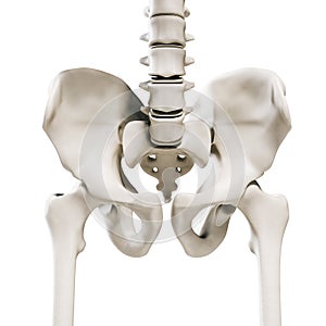 3d render of human skeleton with hip bones