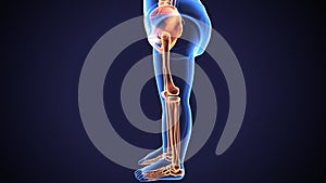 3d render of human skeleton lower leg pain anatomy