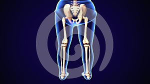 3d render of human skeleton lower leg pain anatomy
