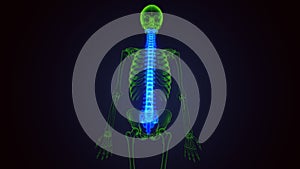 3d render of human skeleton spinal bone anatomy