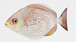 3d Render of Java Rabbitfish