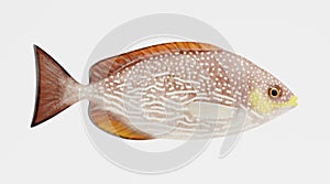3d Render of Java Rabbitfish