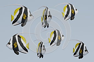 3d Render of Longfin Bannerfish