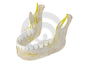 3d render of mandibular arch with nerves