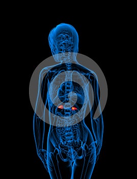 3d render medical illustration of the adrenal